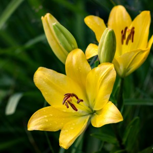 1as
